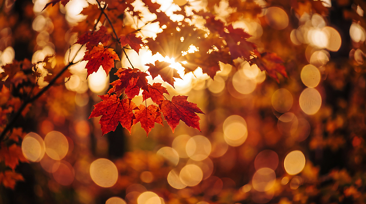 JPG 나무 편집이미지 백그라운드 단풍 잎 자연 나뭇잎 빨간색 빛 햇빛 주황색 가을 숲 편집실사 AI포토 AI콘텐츠 식물 계절 컬러 CG 생태계 파일형식