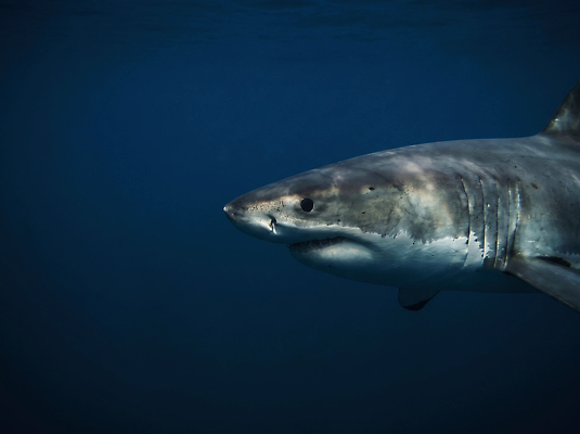 동물 어류 수중 수중동물 수상스포츠 CG 생태계 파일형식 AI콘텐츠 상어 바다 수영 자연 수면 바닷속 편집실사 JPG AI포토 이슈
