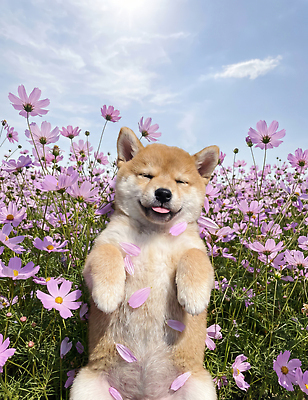 JPG 편집이미지 꽃 행복 꽃밭 자연 웃음 일상 햇빛 귀여움 강아지 편안함 코스모스 편집실사 AI포토 AI콘텐츠 식물 감정 컨셉 표정 라이프 빛 반려동물 감각 개 CG 생태계 파일형식 동물 포유류 생활