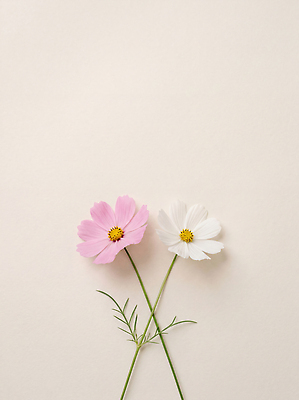 JPG 식물 꽃 줄기 분홍색 꽃다발 자연 장식 흰색 우아함 코스모스 편집실사 AI포토 AI콘텐츠 컬러 컨셉 CG 생태계 파일형식