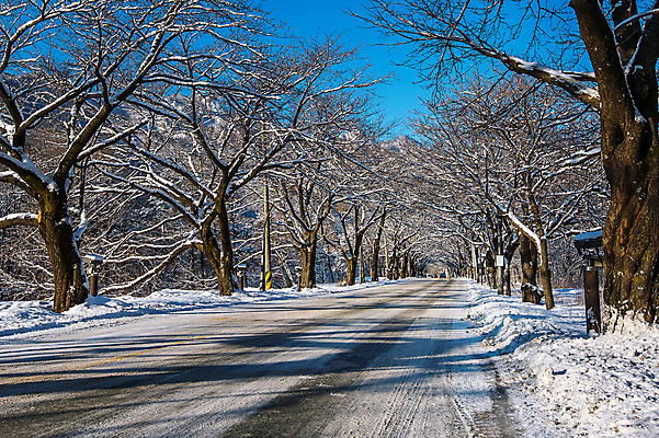 포토 JPG 해외이미지 나무 전통 아시아 문화 백그라운드 겨울 불교 건축양식 자연 하늘 아침 산 서울 한국 풍경 사람없음 야외 태양 맑음 추위 흰색 사찰 언덕 남쪽 눈내림 해외202004 해외포토 주간 자연요소 식물 계절 건축 나라 종교 컬러 종교건축 날씨 눈_날씨 방향 생태계 파일형식