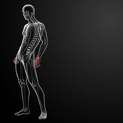 포토 JPG 해외이미지 손 과학 일러스트 손가락 해부 뼈 골격 엑스레이 건강 사람 사람없음 그래픽 3D 고통 관절염 생물학 골다공증 궤 염증 해외202004 해외포토 교육 감정 의학 신체부위 질병 디지털합성 파일형식