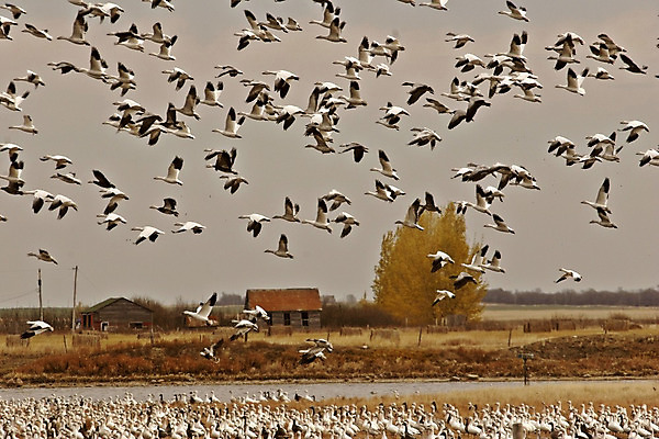 포토 JPG 해외이미지 동물 계절 야생동물 캐나다 자연 조류 종류 사람없음 가로 물 디지털 가을 시골 행운 보호 생태계 사냥 거위 물새 내추럴 동물상 해외202004 해외포토 자연요소 컨셉 북아메리카 조형물 파일형식