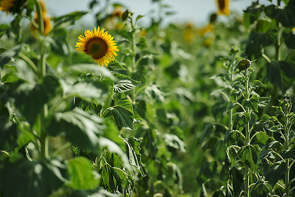 포토 JPG 해외이미지 식물 꽃잎 밭 자연 하늘 해바라기 사람없음 야외 초록색 노란색 호주 해외202004 해외포토 꽃 컬러 농업 오세아니아 생태계 파일형식