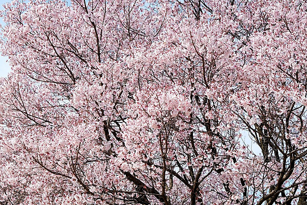 포토 JPG 해외이미지 사람없음 봄 벚꽃 벚나무 해외202004 해외포토 나무 계절 꽃 파일형식