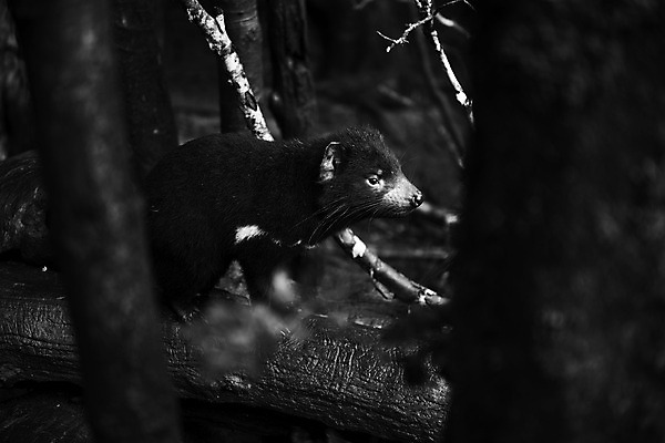 포토 JPG 해외이미지 동물 사람없음 호주 주머니곰 해외202004 해외포토 포유류 오세아니아 파일형식
