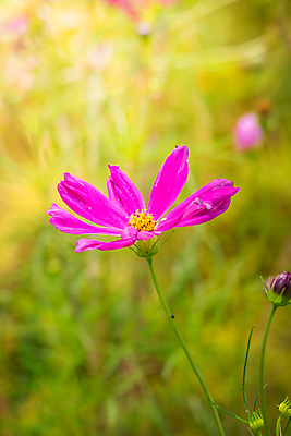 포토 JPG 해외이미지 식물 디자인 계절 꽃잎 꽃 분홍색 꽃다발 백그라운드 꽃무늬 패턴 자연 사람없음 초록색 컬러풀 보라색 봄 성장 벚꽃 신선 질감 만들기 내추럴 해외202004 해외포토 컬러 무늬 모션 생태계 파일형식