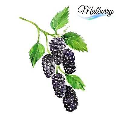 EPS 해외이미지 디자인 열매 음식 백그라운드 잎 과일 일러스트 수채화 사람없음 초록색 보라색 검은색 달콤 유기농 내추럴 오디 해외202004 해외일러스트 식물 웰빙 컬러 맛 파일형식 벡터