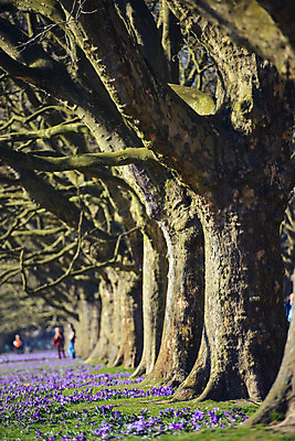 포토 JPG 해외이미지 식물 계절 공원 꽃 분홍색 백그라운드 잎 꽃무늬 밭 자연 산 풍경 초원 사람없음 야외 초록색 파란색 컬러풀 태양 정원 계곡 보라색 봄 벚꽃 신선 개화 4월 원예 장면 내추럴 사프란 해외202004 해외포토 자연요소 공공시설 컬러 무늬 농업 취미 날짜 향신료 생태계 파일형식