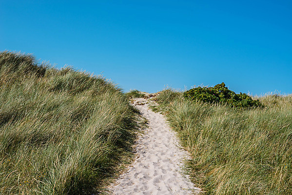 포토 JPG 해외이미지 식물 유럽 길 모래 바다 여행 백그라운드 자국 자연 하늘 아침 휴가 덴마크 풍경 해변 사람없음 야외 초록색 물 여름 파란색 울타리 모래사장 평화 맑음 산책 모래언덕 언덕 북쪽 대서양 내추럴 수평선 해외202004 해외포토 주간 자연요소 계절 나라 컬러 컨셉 날씨 휴식 북유럽 담장 방향 생태계 파일형식