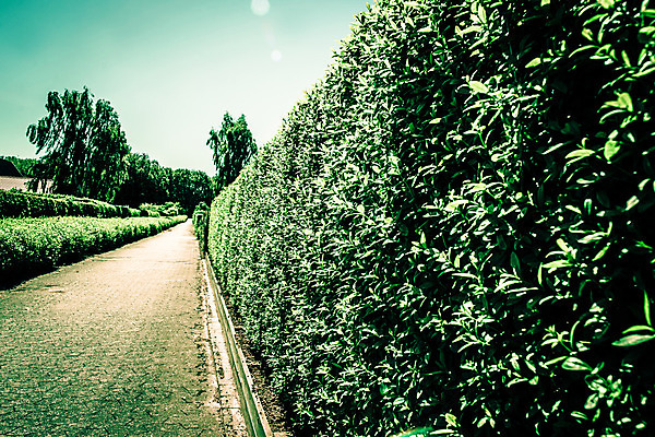 포토 JPG 해외이미지 나무 식물 공원 꽃 유럽 도로 길 여행 백그라운드 잎 꽃무늬 포장 건축양식 자연 휴식 풍경 사람없음 야외 장식 초록색 여름 울타리 평화 정원 산책 궁전 바위 침대 보행로 재산 우아함 오솔길 관목 원예 쇼 화단 장면 방법 정중 직진 해외202004 해외포토 계절 공공시설 건축 나라 컬러 가구 컨셉 고건축 무늬 교통시설 취미 금융 담장 돌_바위 생태계 파일형식