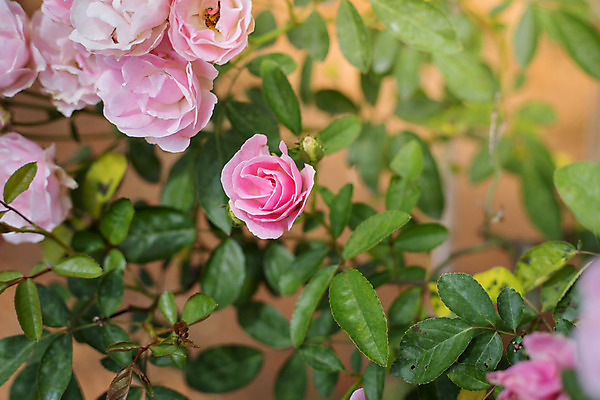 포토 JPG 해외이미지 식물 꽃잎 꽃 줄기 분홍색 잎 꽃무늬 자연 발렌타인데이 사람없음 야외 초록색 햇빛 장미 정원 벚꽃 내추럴 해외202004 해외포토 컬러 무늬 데이이벤트 태양 생태계 파일형식