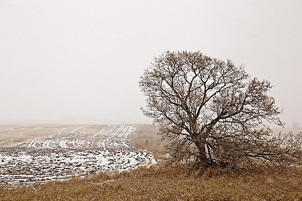 포토 JPG 해외이미지 계절 겨울 밭 자연 날씨 풍경 사람없음 야외 빛 일출 일몰 시골 2월 반투명 해외202004 해외포토 농업 노을 날짜 생태계 파일형식