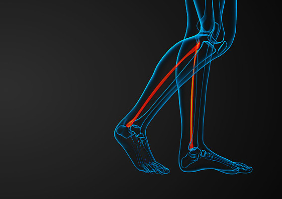 포토 JPG 해외이미지 부분 뼈 골격 엑스레이 건강 사람 사람없음 3D 해외202004 해외포토 의학 디지털합성 파일형식