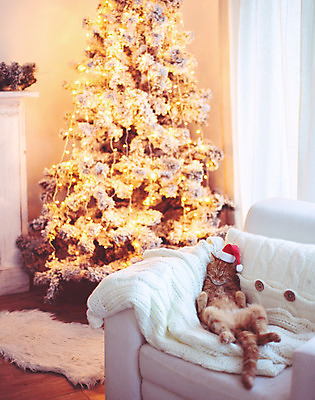 포토 JPG 해외이미지 한마리 포즈 가구 컨셉 쿠션 크리스마스 겨울 의자 산타모자 베개 휴식 주택 실내 따뜻함 사람없음 내부 장식 반려동물 귀여움 고양이 방 흰색 축하 잠 담요 안락의자 이벤트의상 리빙 스칸디나비아 스타일 해외202004 해외포토 동물 모자_잡화 1 옷 계절 기념일 컬러 생활용품 포유류 침구 건물 파일형식