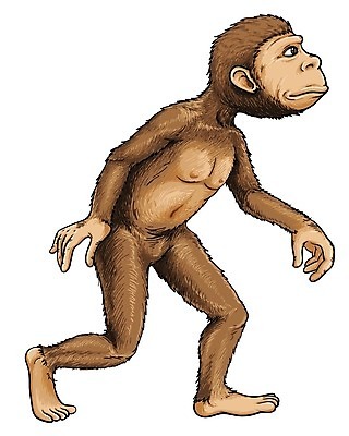 EPS 해외이미지 동물 길 백그라운드 일러스트 포유류 생물 그래픽 세트 흰색 원숭이 아기 진화 작음 만화 스케치 자르기 그림 유인원 고릴라 침팬지 기어가기 고립 시리즈 해외202004 해외일러스트 컬러 모션 미술 사람 크기 소방 파일형식 벡터