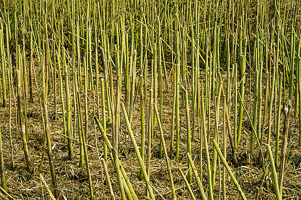포토 JPG 해외이미지 백인 모델 1 라이프스타일 응시 남자 얼굴 밭 농업 자연 하늘 수염 씨앗 사람 풍경 성인 사람없음 야외 여름 농작물 섹시 농장 머리 검은색 수확 흰색 시골 닫기 볏짚 땅 밀 피부 밀짚 심각 스타일 해외202004 해외포토 서양인 식물 시선 계절 산업 컬러 컨셉 모션 곡류 생활 신체부위 짚 생태계 파일형식