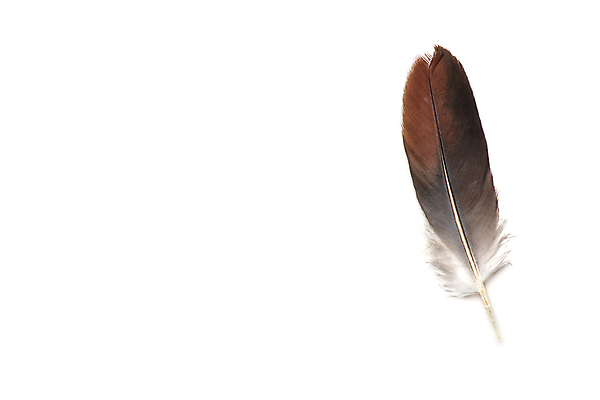 포토 JPG 해외이미지 스튜디오촬영 동물 패턴 자연 조류 사람없음 장식 한개 갈색 줄무늬 깃털 흰배경 질감 고립 부족함 해외202004 해외포토 1 컬러 백그라운드 컨셉 무늬 실내 흰색 생태계 파일형식