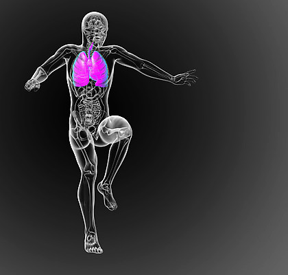포토 JPG 해외이미지 해부 건강 사람 사람없음 머리 오르간 호흡기관 흉부 몸통 궤 해외202004 해외포토 의학 신체부위 장기_의학 건반악기 파일형식