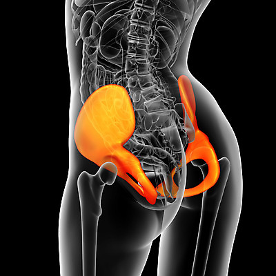 포토 JPG 해외이미지 해부 뼈 골격 건강 사람 사람없음 엉덩이 척추 자궁 연골 해외202004 해외포토 의학 신체부위 장기_의학 파일형식