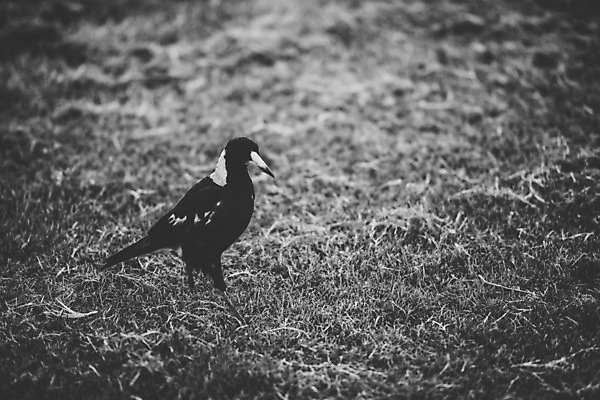 포토 JPG 해외이미지 동물 야생동물 백그라운드 자연 조류 사람없음 울타리 호주 부리 해외202004 해외포토 담장 오세아니아 생태계 파일형식