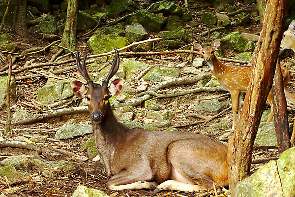 포토 JPG 해외이미지 나무 동물 야생동물 오렌지 자연 사슴 뿔 동물원 국립공원 사람없음 황무지 숲 사파리 사냥 해외202004 해외포토 식물 공원 과일 포유류 생태계 파일형식