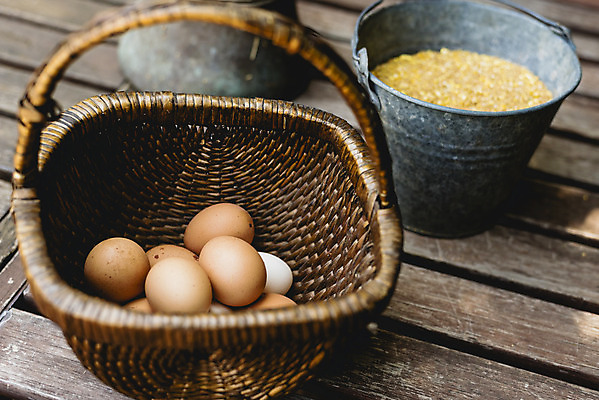 포토 JPG 해외이미지 음식 건강 사람없음 갈색 계란 신선 상품 양동이 유기농 날것 내추럴 해외202004 해외포토 웰빙 컬러 알 파일형식