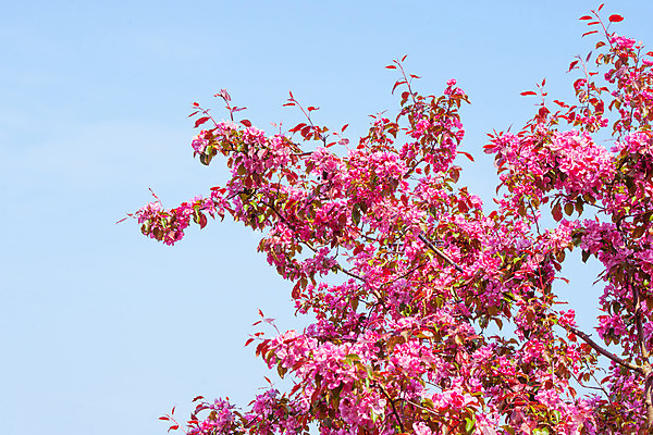 포토 JPG 해외이미지 나무 식물 계절 꽃잎 꽃 분홍색 백그라운드 꽃무늬 자연 친절 새로움 동양인 사람없음 우주 정원 일본 봄 벚꽃 흰색 나뭇가지 신선 개화 체리 닫기 4월 묘사 원예 부드러움 내추럴 고립 꽃수술 해외202004 해외포토 아시아 컬러 컨셉 무늬 과일 모션 인종 취미 감각 날짜 생태계 파일형식