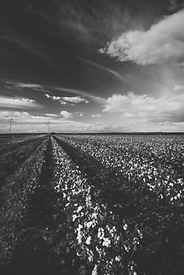 포토 JPG 해외이미지 식물 꽃 산업 줄기 밭 농업 공 자연 씨앗 사람없음 농작물 농장 환경 수확 성장 흰색 나뭇가지 직물 면 호주 매끈함 천 순수 유기농 질감 날것 부드러움 섬유 솜털 알레르기 밭일 숙성 세련 해외202004 해외포토 나무 웰빙 컬러 컨셉 감각 오세아니아 질병 생태계 파일형식