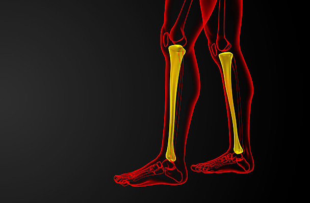 포토 JPG 해외이미지 해부 뼈 골격 건강 사람 사람없음 무릎 발목 양발 해외202004 해외포토 의학 발 신체부위 파일형식