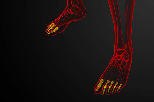 포토 JPG 해외이미지 해부 뼈 골격 건강 사람 사람없음 3D 발가락 양발 해외202004 해외포토 의학 발 디지털합성 파일형식