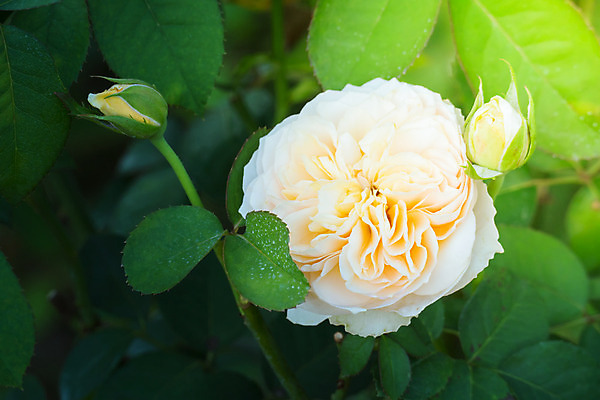 포토 JPG 해외이미지 식물 꽃잎 꽃 줄기 분홍색 잎 꽃무늬 자연 발렌타인데이 사람없음 야외 초록색 햇빛 장미 정원 벚꽃 내추럴 해외202004 해외포토 컬러 무늬 데이이벤트 태양 생태계 파일형식