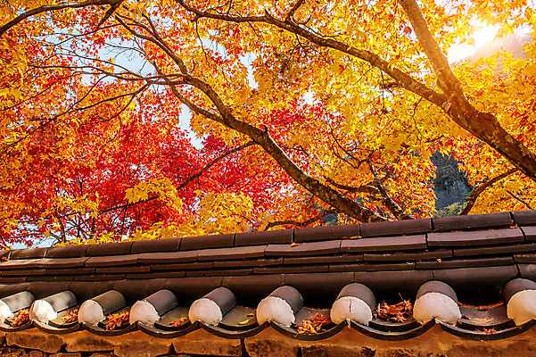 포토 JPG 해외이미지 식물 공원 단풍 잎 오렌지 자연 바닥 서울 한국 풍경 사람없음 야외 목재 빨간색 햇빛 노란색 환경 정원 일본 가을 나뭇가지 신선 황금 숲 아래 각도 내추럴 해외202004 해외포토 나무 계절 공공시설 아시아 컬러 과일 재료 태양 방향 생태계 위치 파일형식