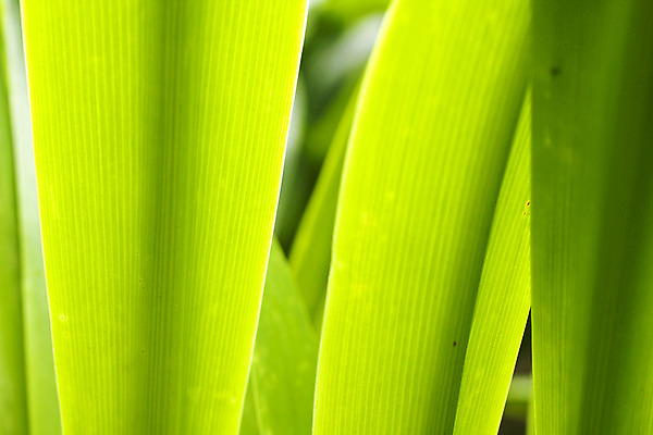 포토 JPG 해외이미지 식물 계절 줄기 백그라운드 잎 밭 자연 날씨 추상 풍경 잔디 초원 사람없음 야외 초록색 여름 컬러풀 햇빛 태양 평화 환경 정원 화목 침묵 봄 활발 성장 전원 신선 소프트포커스 허브 순수 생물학 내추럴 광합성 생태학 카피스페이스 해외202004 해외포토 자연요소 교육 컬러 컨셉 무늬 농업 촬영기법 소리 공백 전기에너지 생태계 파일형식