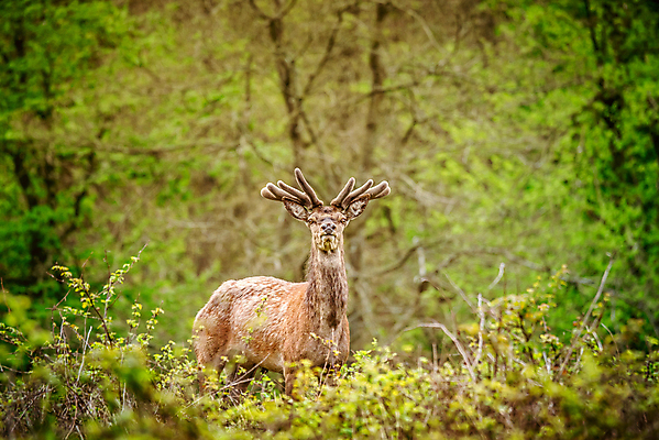 포토 JPG 해외이미지 나무 동물 응시 계절 여자 남자 야생동물 컨셉 잎 포유류 자연 털 뿔 사람없음 야외 초록색 컬러풀 갈색 환경 달러 힘 활발 코트 가을 황무지 숲 바퀴자국 꼬리 귀 조심 지휘 서식지 내추럴 삼림지대 신중 아기사슴 암사슴 웅장함 해외202004 해외포토 식물 시선 새끼 컬러 돈 자국 사슴 사람 신체부위 외투 암컷 생태계 파일형식