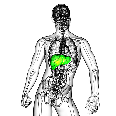포토 JPG 해외이미지 해부 사람 사람없음 오르간 신장 간 방광 췌장 지라 해외202004 해외포토 의학 장기_의학 건반악기 비뇨기관 파일형식