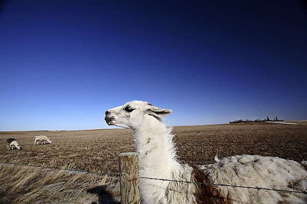 포토 JPG 해외이미지 여행 캐나다 겨울 자연 하늘 풍경 초원 사람없음 가로 울타리 디지털 사진촬영 가축 시골 해외202004 해외포토 동물 계절 북아메리카 담장 촬영 생태계 파일형식