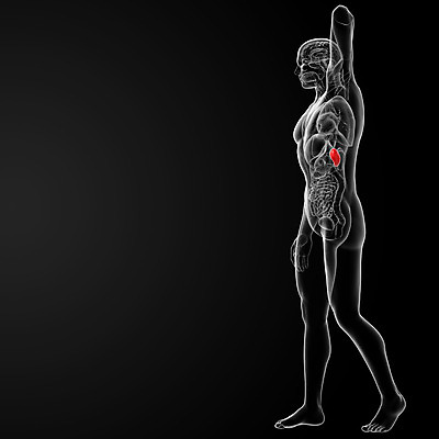 포토 JPG 해외이미지 남자 과학 신체 일러스트 해부 실내 건강 사람 사람없음 파란색 3D 투명 오르간 생물학 궤 면역력 염증 지라 강조 해외202004 해외포토 교육 컬러 의학 내부 건반악기 질병 디지털합성 파일형식