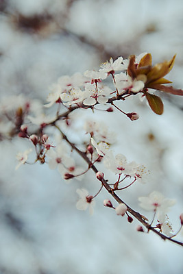 포토 JPG 해외이미지 나무 손 디자인 꽃잎 꽃 분홍색 백그라운드 잎 겨울 꽃무늬 패턴 과일 자연 추상 주택 미술 사람없음 태양 장미 봄 수확 벚꽃 흰색 나뭇가지 개화 체리 질감 복고 해외202004 해외포토 자연요소 식물 계절 컬러 무늬 농업 문화예술 건물 신체부위 생태계 파일형식