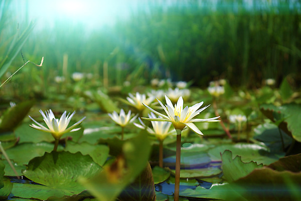 포토 JPG 해외이미지 식물 꽃잎 꽃 아시아 선 분홍색 백그라운드 잎 꽃무늬 자연 휴식 연꽃 사람없음 야외 장식 세로 초록색 물 반사 노란색 환경 정원 침묵 벚꽃 연못 신선 개화 우아함 백합 명상 싱글 내추럴 이국적 천진난만 부족함 해외202004 해외포토 자연요소 나라 컬러 컨셉 무늬 소리 생태계 파일형식