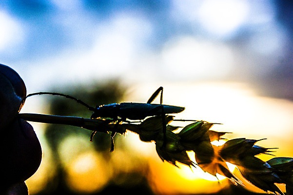 포토 JPG 해외이미지 식물 동물 공원 야생동물 곤충 백그라운드 잎 밭 자연 안테나 옥수수 사람없음 초록색 세트 환경 검은색 일몰 봄 흰색 벌레 밀 수집 딱정벌레 귀 고립 해외202004 해외포토 계절 공공시설 컬러 농업 통신 곡류 신체부위 노을 생태계 파일형식