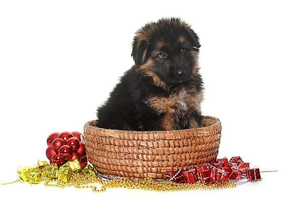 포토 JPG 해외이미지 동물 컨셉 크리스마스 놀이 사람없음 반려동물 바구니 개 강아지 흰배경 이벤트의상 해외202004 해외포토 옷 기념일 백그라운드 포유류 흰색 파일형식