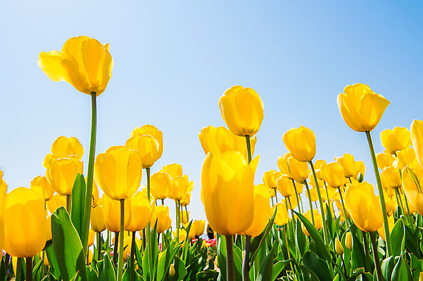 포토 JPG 해외이미지 식물 계절 공원 꽃잎 꽃 줄기 분홍색 꽃다발 백그라운드 잎 꽃무늬 밭 자연 부활절 사람없음 빨간색 초록색 파란색 빛 컬러풀 햇빛 태양 정원 맑음 보라색 봄 활발 들꽃 튤립 벚꽃 광선 시골 신선 개화 우아함 내추럴 고립 해외202004 해외포토 자연요소 공공시설 기념일 컬러 컨셉 무늬 농업 날씨 생태계 파일형식