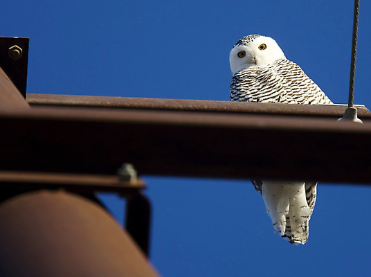 포토 JPG 해외이미지 동물 응시 야생동물 겨울 날개 자연 조류 사람없음 흰색 먹이 깃털 부리 육식동물 부엉이 눈내림 해외202004 해외포토 시선 계절 컬러 눈_날씨 생태계 파일형식