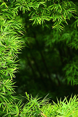 포토 JPG 해외이미지 나무 식물 아시아 줄기 백그라운드 잎 불교 자연 휴식 중국문화 사람없음 장식 초록색 여름 빛 성장 나뭇가지 행운 숲 대나무 열대기후 해외202004 해외포토 동양문화 계절 나라 종교 컬러 외국문화 컨셉 생태계 파일형식