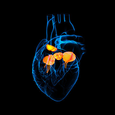 포토 JPG 해외이미지 과학 일러스트 해부 건강 사람 사람없음 약 흐름 하트 심장 오픈 구멍 조직 혈액 오르간 횡단보도 닫기 맥박 질병 공격 자르기 퓨전 그림 생물학 순환 시스템 문제 돌봄 심장병 압력 해외202004 해외포토 모양 교육 컨셉 의학 모션 장기_의학 보행로 건반악기 파일형식