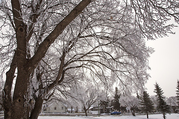 포토 JPG 해외이미지 나무 캐나다 자연 풍경 초원 사람없음 야외 평화 추위 백발 흰색 서리 장면 해외202004 해외포토 식물 헤어스타일 컬러 컨셉 북아메리카 생태계 파일형식