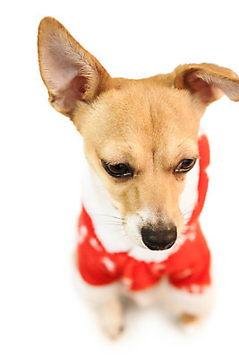 포토 JPG 해외이미지 한마리 컨셉 크리스마스 사람없음 반려동물 축제 재킷 축하 개 강아지 흰배경 치와와 이벤트의상 해외202004 해외포토 동물 1 옷 기념일 백그라운드 포유류 외투 흰색 파일형식