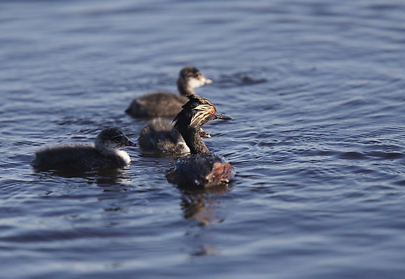 포토 JPG 해외이미지 야생동물 캐나다 자연 조류 병아리 사람없음 야외 연못 깃털 물새 철새 수유 해외202004 해외포토 동물 북아메리카 생태계 파일형식