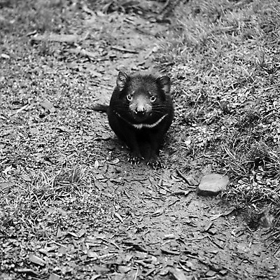 포토 JPG 해외이미지 동물 사람없음 호주 주머니곰 해외202004 해외포토 포유류 오세아니아 파일형식